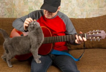 Cat scratch fever bluegrass version videos