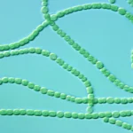 Cyanobacteria common name