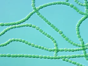 Cyanobacteria common name