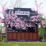 Sakura temple clgplayz minecraft