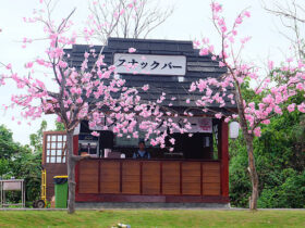 Sakura temple clgplayz minecraft