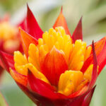 Helonia neue